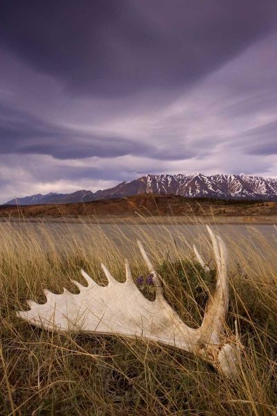 Canada, BC, Yukon, Moose antler and landscape